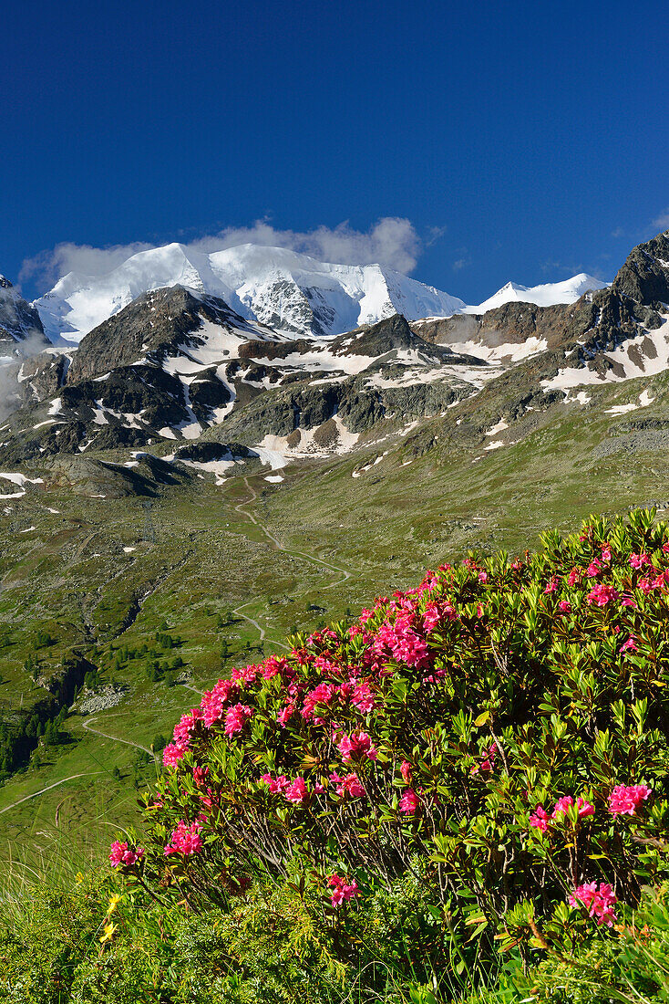 Alpenrosen vor Piz Palü, Bernina, Oberengadin, Engadin, Graubünden, Schweiz