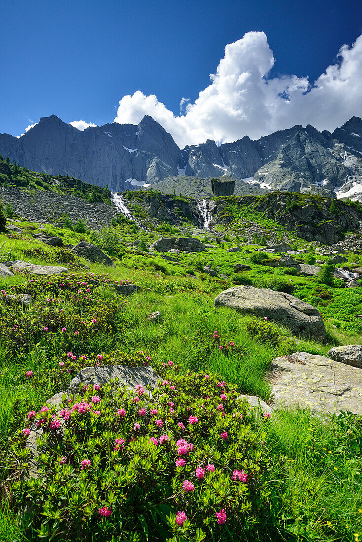 Alpine roses with granite-mountains in background, Val Codera, Sentiero Roma, Bergell range, Lombardy, Italy