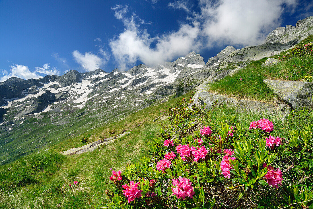 Alpenrosen vor Bergellkette, Rifugio Omio, Sentiero Roma, Bergell, Lombardei, Italien
