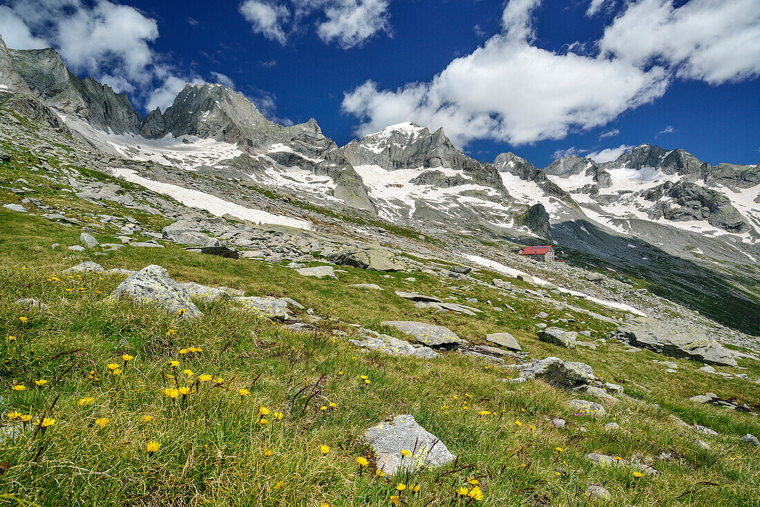 Meadow with flowers with Piz Badile, Piz Cengalo and hut Rifugio Gianetti in background, Sentiero Roma, Bergell range, Lombardy, Italy