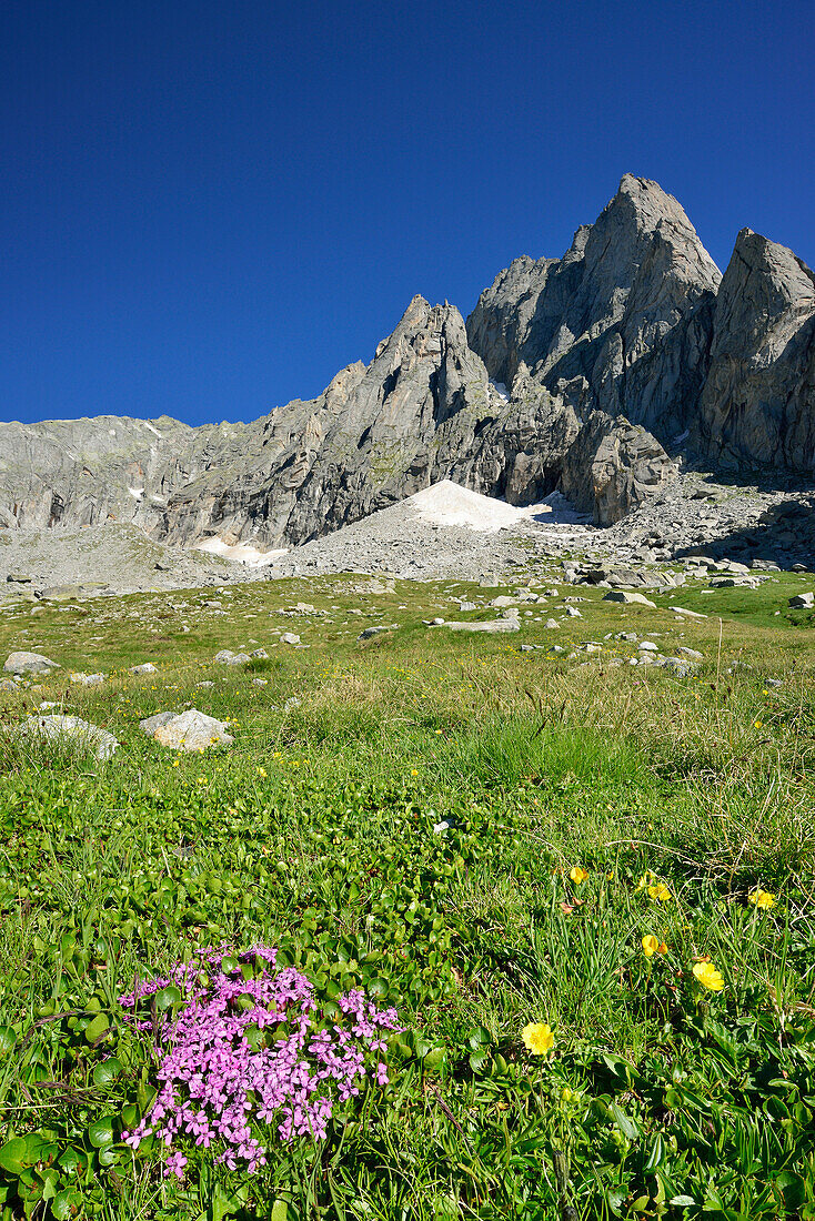 Blumenwiese mit Granitbergen im Hintergrund, Sentiero Roma, Bergell, Lombardei, Italien