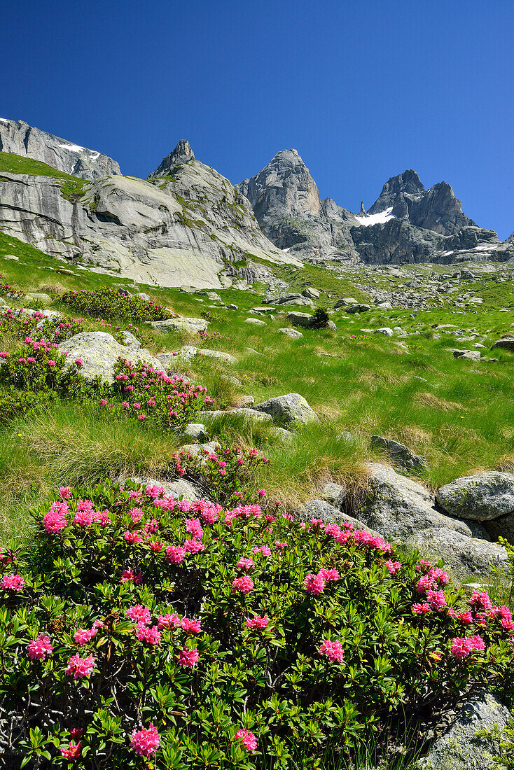 Alpenrosen mit Granitbergen im Hintergrund, Sentiero Roma, Bergell, Lombardei, Italien