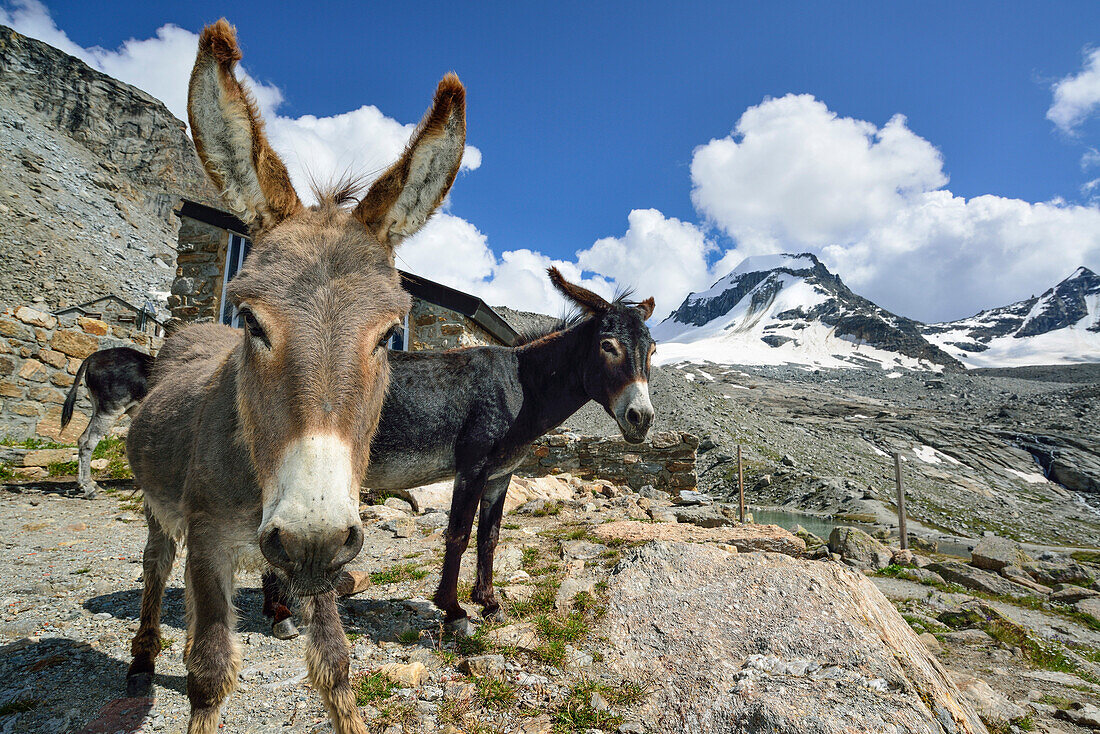 Donkeys standing in front of Rifugio Vittorio Emanuele II, La Tresenta in background, Gran Paradiso, Gran Paradiso Nationalpark, Graian Alps range, valley of Aosta, Aosta, Italy