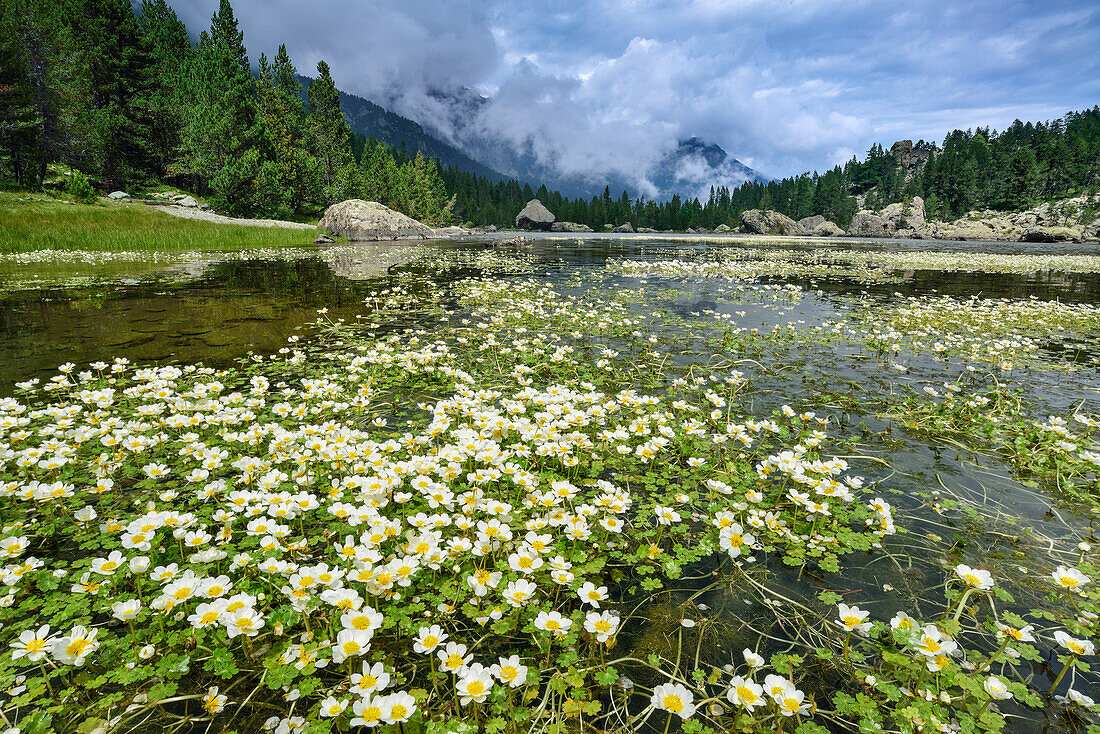 Lago delle Serva mit weißen Blumen, Naturpark Mont Avic, Grajische Alpen, Aostatal, Aosta, Italien