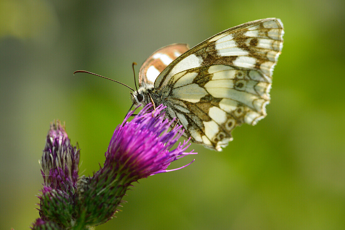 Schachbrettfalter sitzt auf Distel, Melanargia galathea, Naturpark Mont Avic, Grajische Alpen, Aostatal, Aosta, Italien