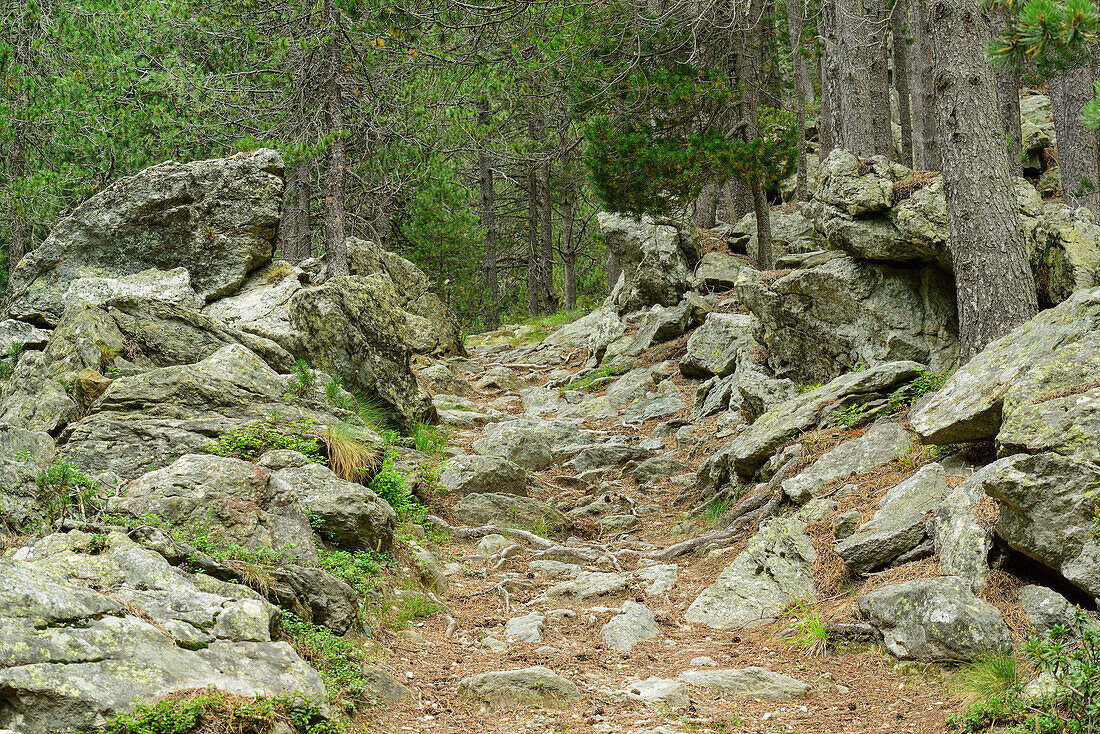 Steiniger Weg führt durch Wald, Naturpark Mont Avic, Grajische Alpen, Aostatal, Aosta, Italien