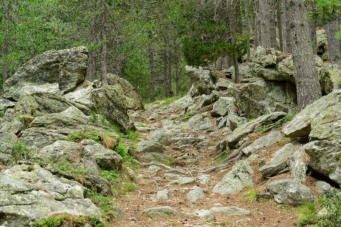 Stony track leading through wood, Natural Park Mont Avic, Graian Alps range, valley of Aosta, Aosta, Italy