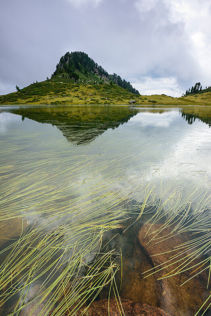 Gräser in Bergsee, Lago delle Buse, Lagorai, Dolomiten, UNESCO Welterbe Dolomiten, Trentino, Italien