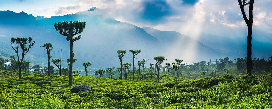 Sunrise over tea plantations and mountains, Haputale, Sri Lanka Hill Country, Central Highlands, Sri Lanka, Asia