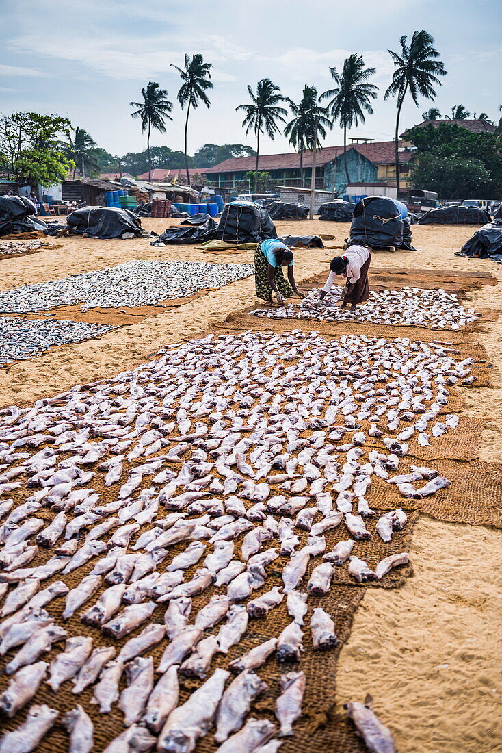 Women drying fish in Negombo fish market (Lellama fish market), Negombo, West Coast, Sri Lanka, Asia