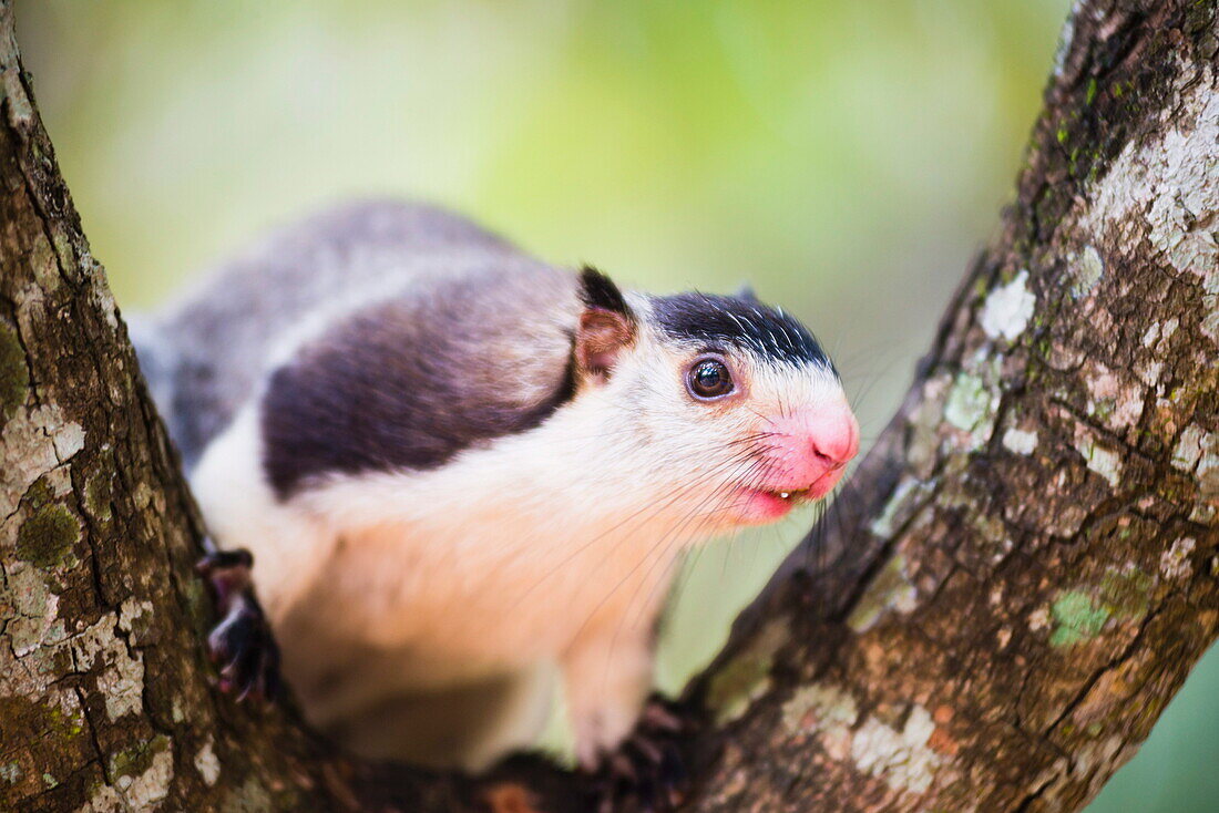 Grizzled giant squirrel (Ratufa macroura) at Sigiriya Rock Fortress, Sri Lanka, Asia