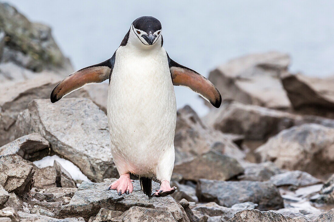 Adult chinstrap penguin (Pygoscelis antarctica), Half Moon Island, South Shetland Islands, Antarctica, Southern Ocean, Polar Regions