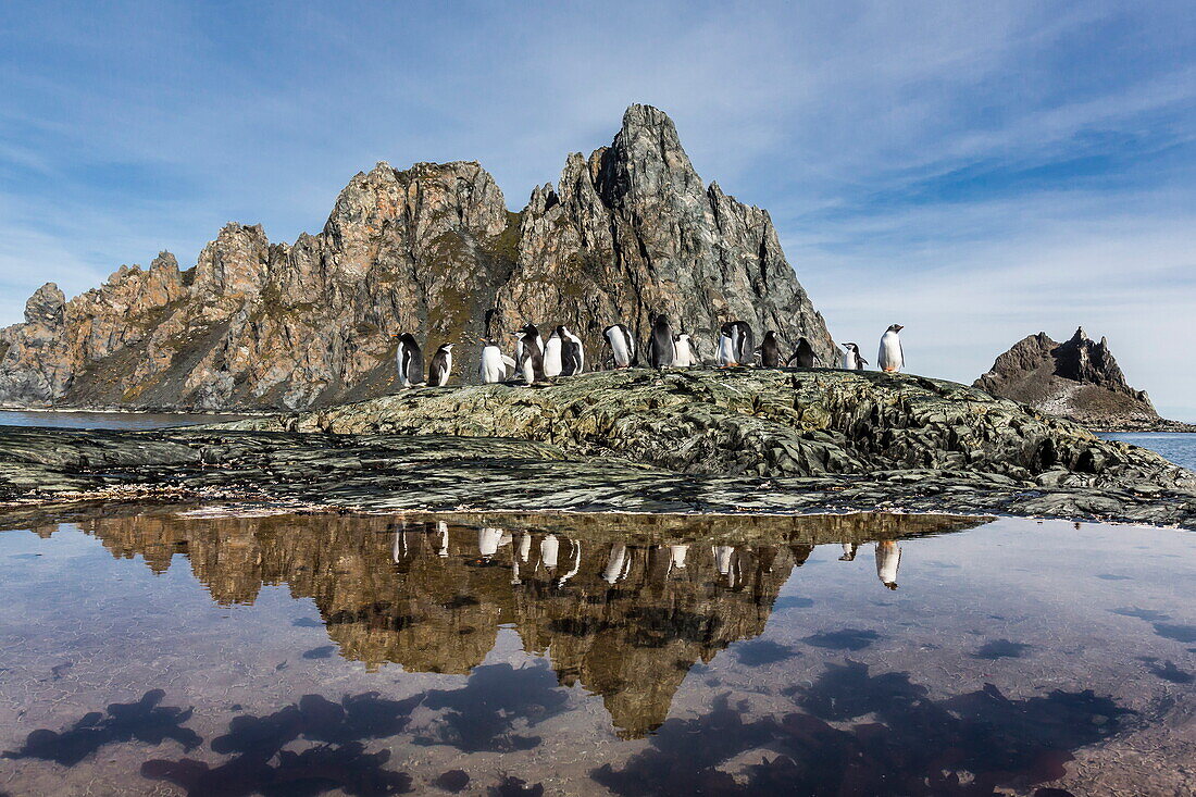 Adult gentoo penguins (Pygoscelis papua) and chinstrap penguins (Pygoscelis antarctica) reflected in tide pool, Elephant Island, Antarctica, Southern Ocean, Polar Regions