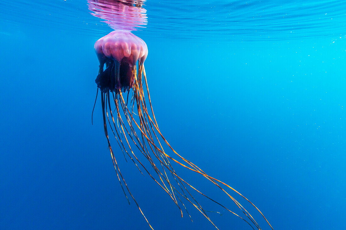 Unidentified large jellyfish in brash ice, Cierva Cove, Antarctica, Southern Ocean, Polar Regions