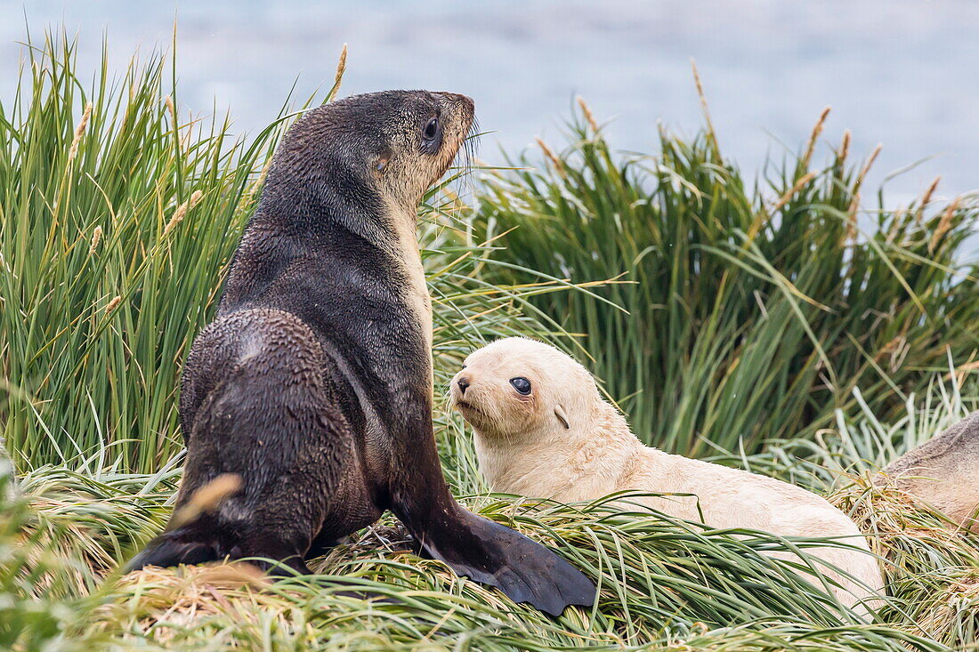 Leucistic Antarctic fur seal (Arctocephalus gazella) pup, Prion Island, Bay of Isles, South Georgia, South Atlantic Ocean, Polar Regions