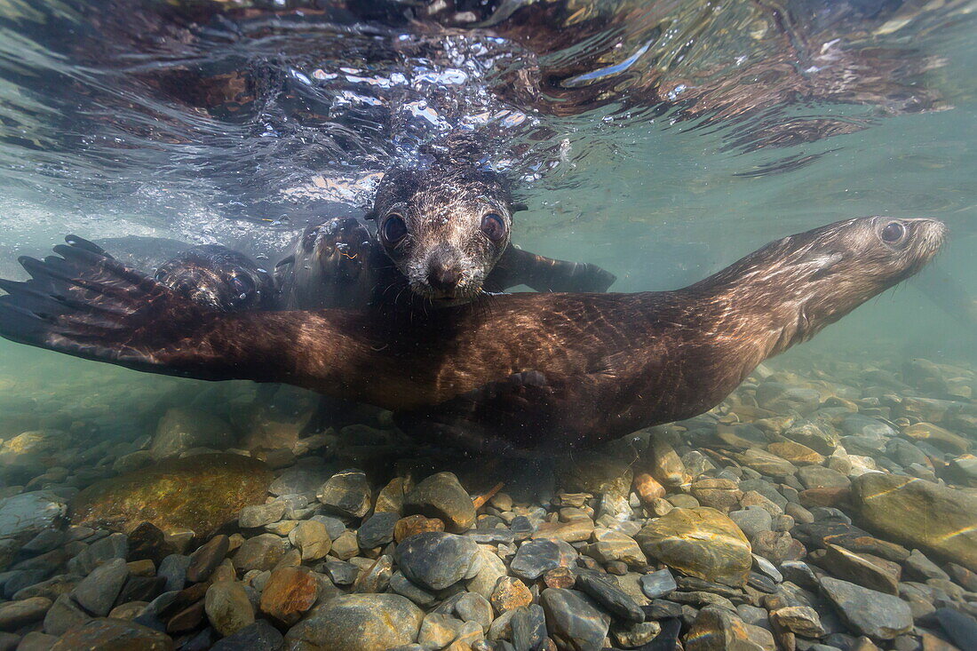 Antarctic fur seal (Arctocephalus gazella) pups underwater in Stromness Bay, South Georgia, South Atlantic Ocean, Polar Regions