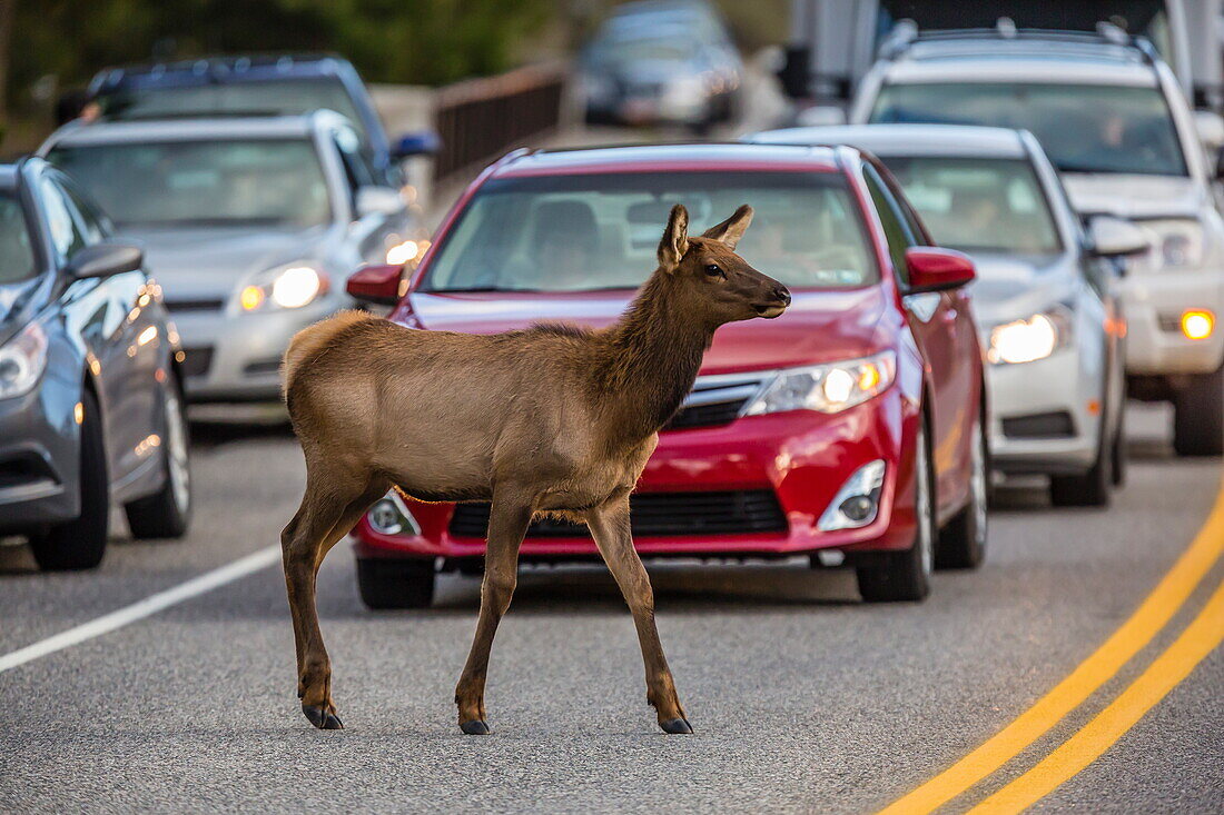 Young elk (Cervus canadensis), crossing amongst traffic along the Madison River, Yellowstone National Park, Wyoming, United States of America, North America