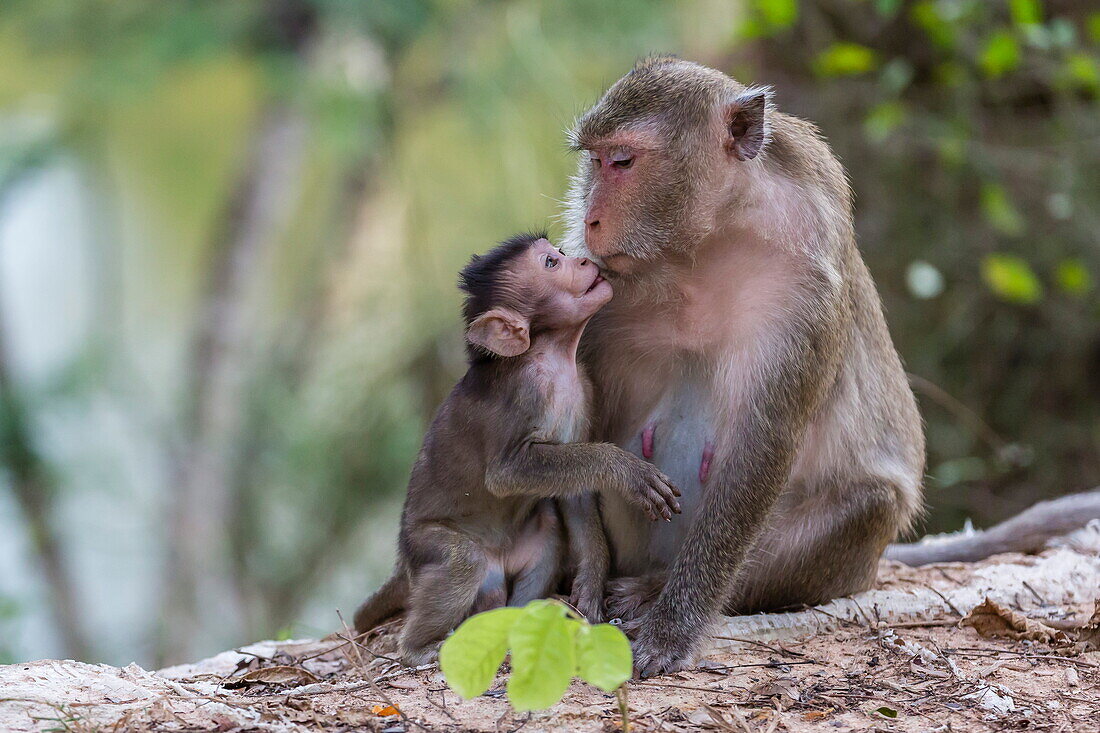 Young long-tailed macaque (Macaca fascicularis) nuzzling its mother in Angkor Thom, Siem Reap, Cambodia, Indochina, Southeast Asia, Asia