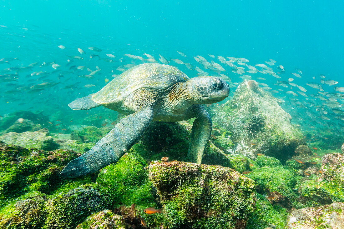 Adult green sea turtle (Chelonia mydas) underwater near Rabida Island, Galapagos Islands, Ecuador, South America