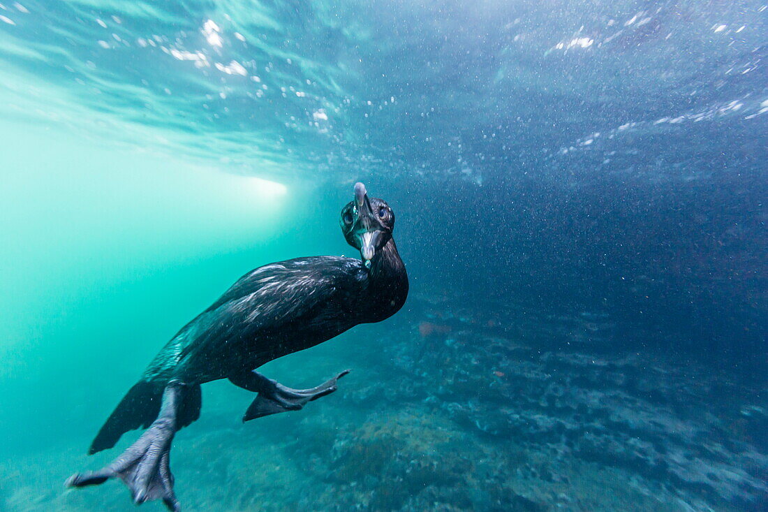 Curious flightless cormorant (Phalacrocorax harrisi) underwater at Tagus Cove, Isabela Island, Galapagos Islands, Ecuador, South America