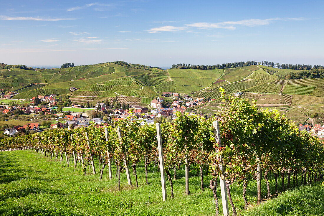 Durbach, Black Forest, Baden Wurttemberg, Germany, Europe