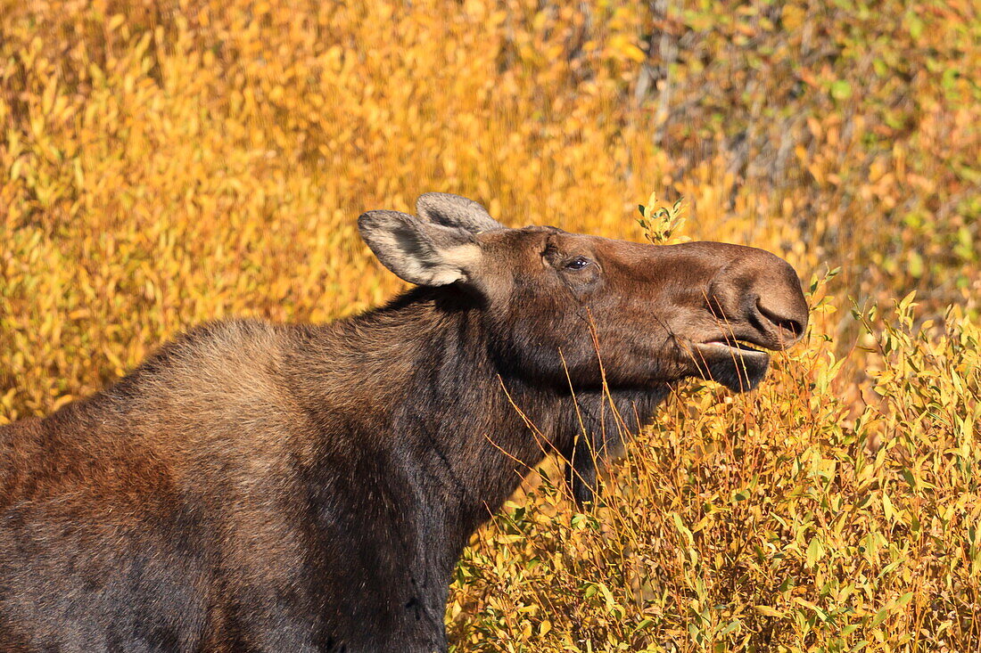 Moose (Alces alces) cow in profile, surrounded by golden autumn (fall) vegetation, Grand Teton National Park, Wyoming, United States of America, North America