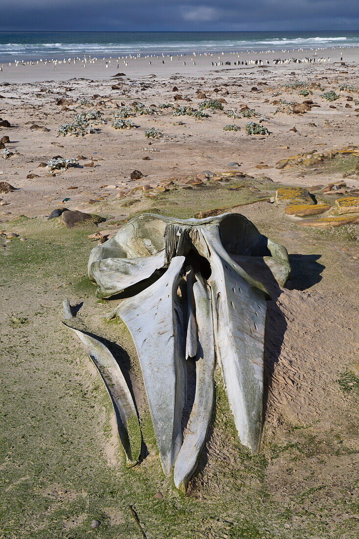 Sei whale (Balaenoptera borealis) skull, the Neck, Saunders Island, Falkland Islands, South America