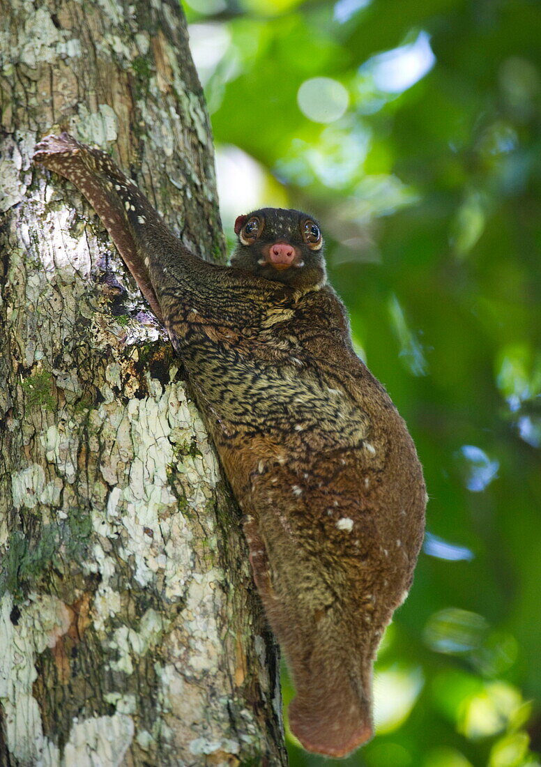 Flying lemur (gliding lemur) (Galeopterus variegates) in Bako National Park near Kuching, Sarawak, Malaysia, Southeast Asia, Asia