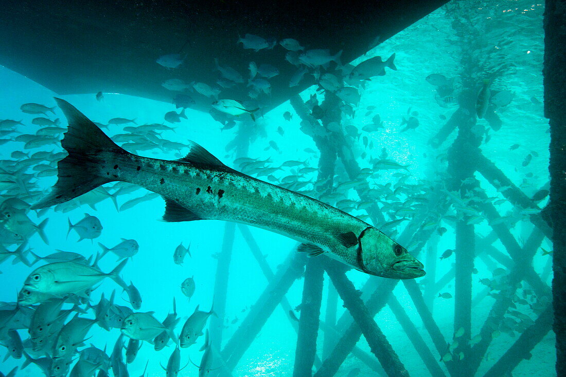 Great barracuda (Sphyraena barracuda) (giant barracuda) can grow up to 1.8 metres long, under pier, Celebes Sea, Sabah, Malaysia, Southeast Asia, Asia