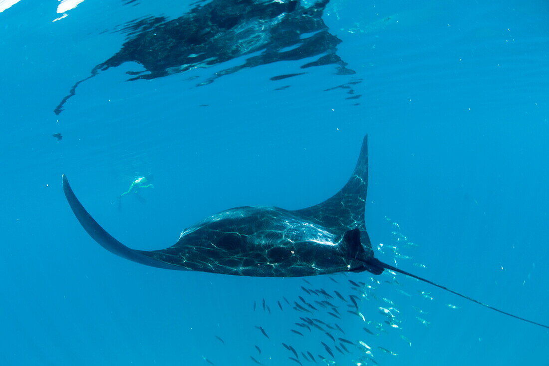 Manta ray (Manta birostris) feeding on zooplankton by extending its cephalic lobes, Quintana Roo, Mexico, North America