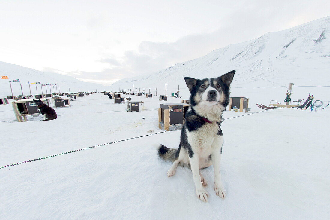 Husky dog sled operation, where each dog has its own kennel raised off the ground, Bolterdalen, Svalbard, Arctic, Norway, Scandinavia, Europe