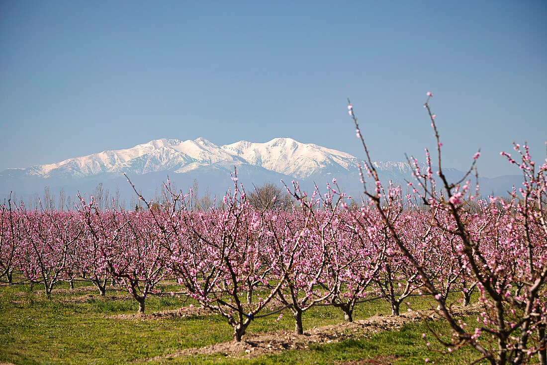 Fruit blossom, Mount Canigou, Pyrenees Oriental, Languedoc-Roussillon, France, Europe