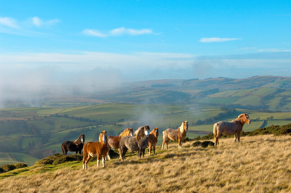 Welsh ponies, Eppynt, Cambrian Mountains, Powys, Wales,  United Kingdom, Europe