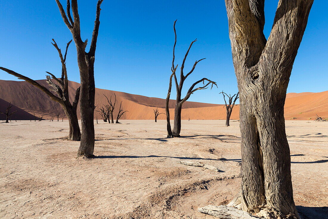 Dead Vlei, Namib Desert, Namibia, Africa