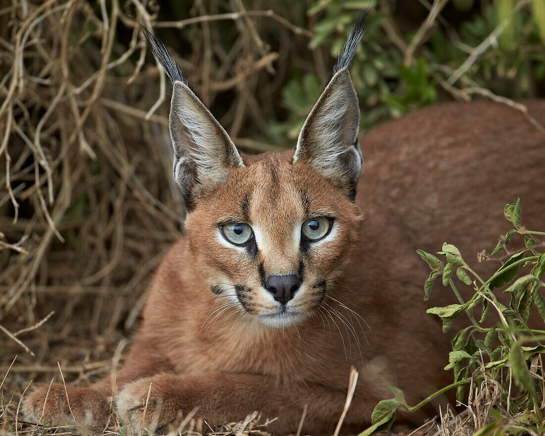 Caracal (Caracal caracal), Addo Elephant National Park, South Africa, Africa