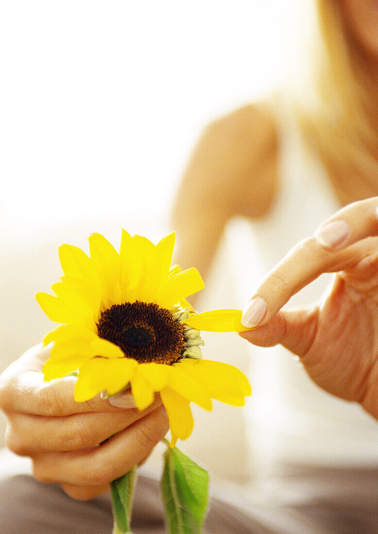 Woman plucking petals from flower, close up.