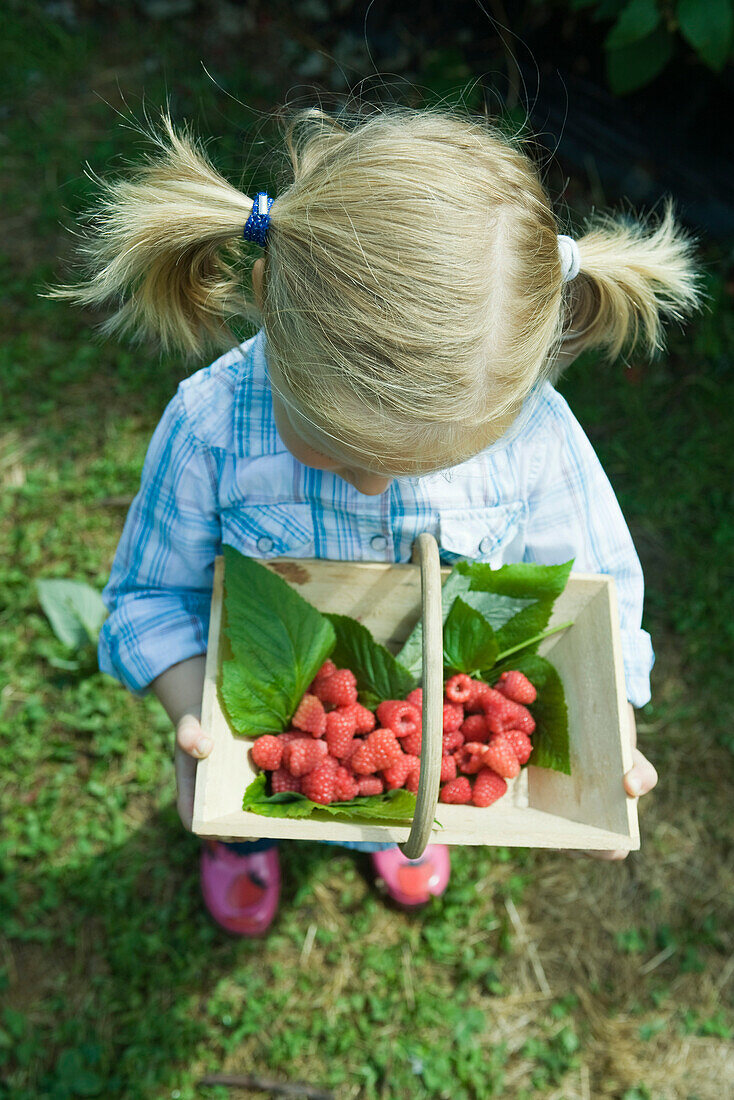 Little girl holding basket of raspberries, high angle view