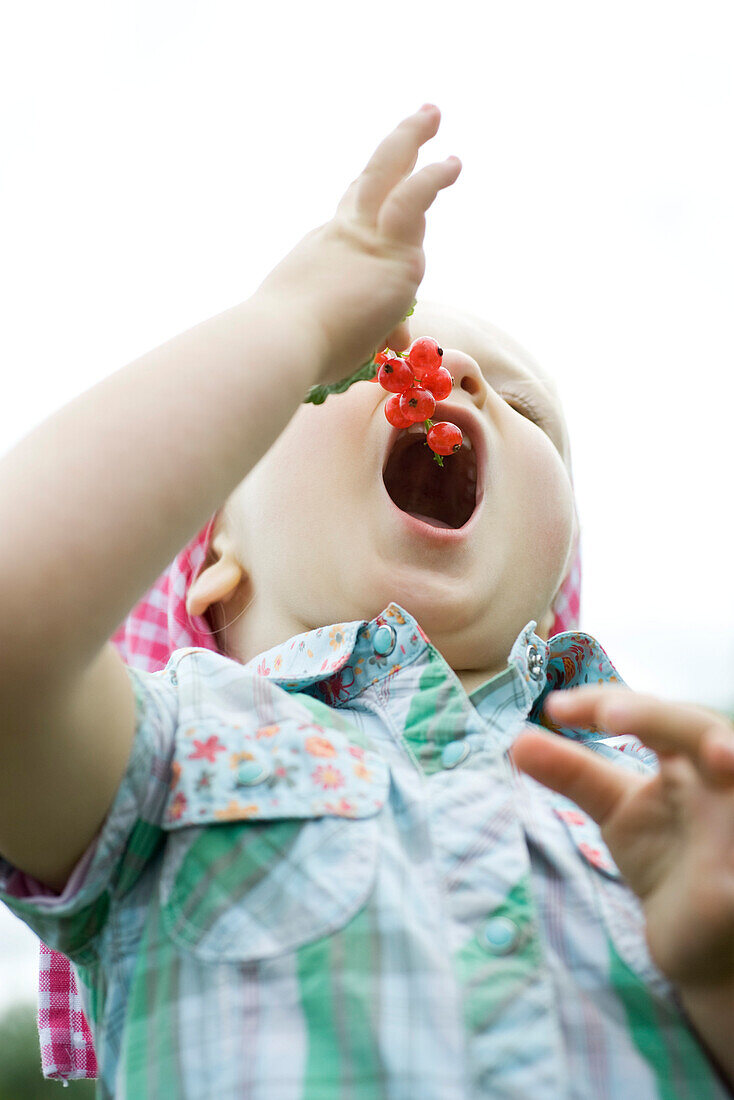 Little girl holding open mouth for bunch of red currants