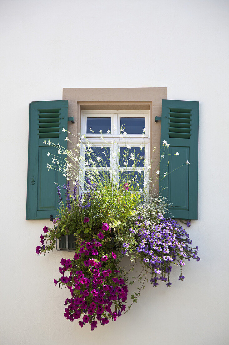 Flowers below a window with shutters