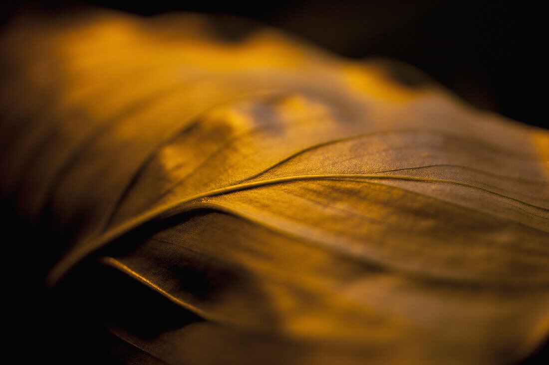 Detail of a dried leaf