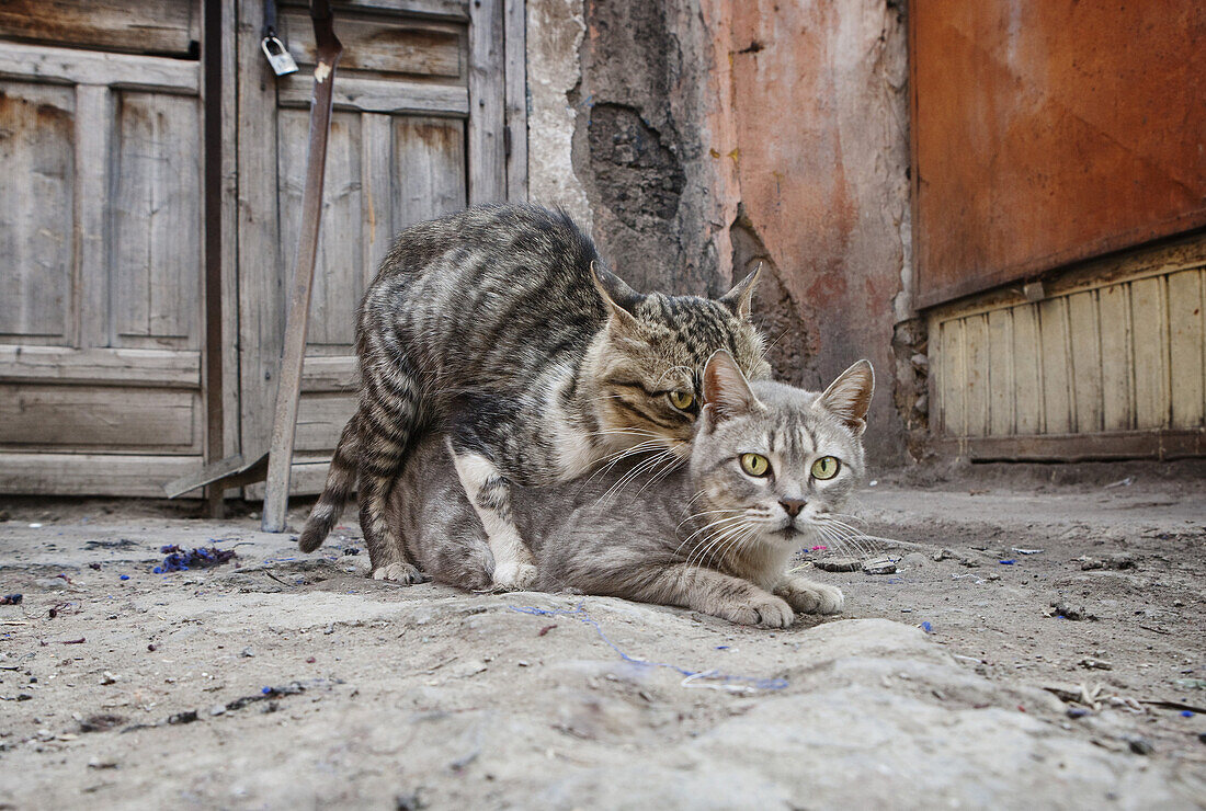 One cat on top of another