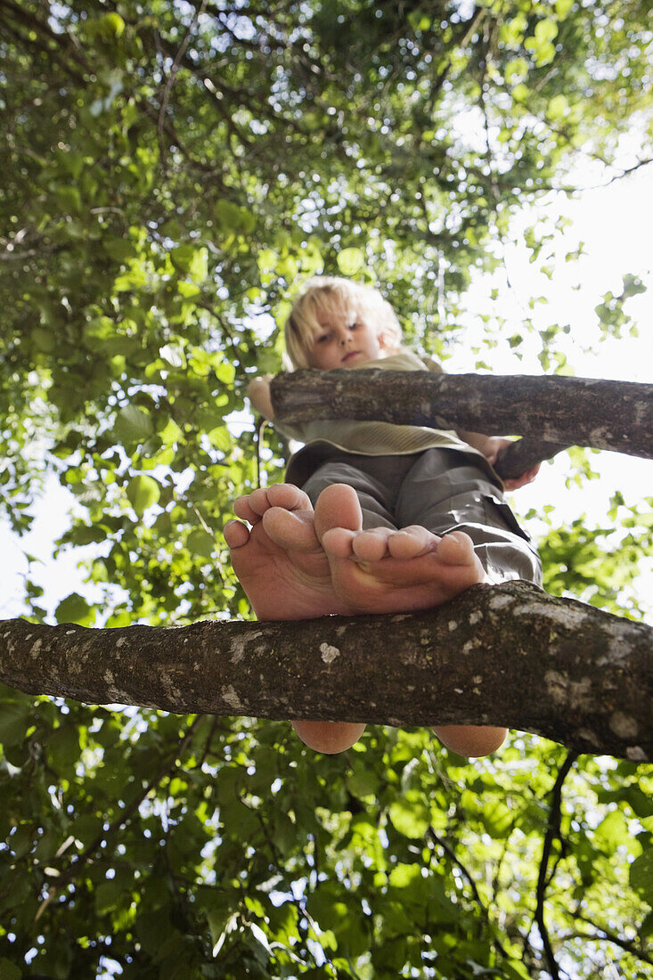 View from below of a child standing in a tree