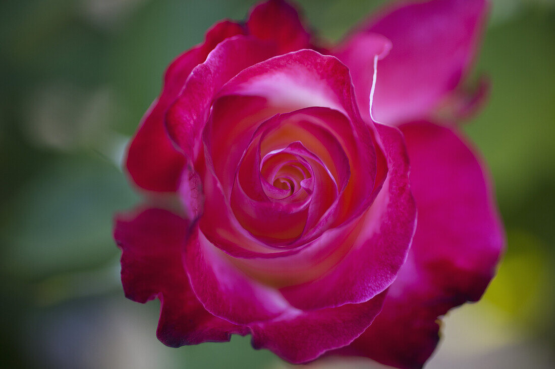 A prink rose