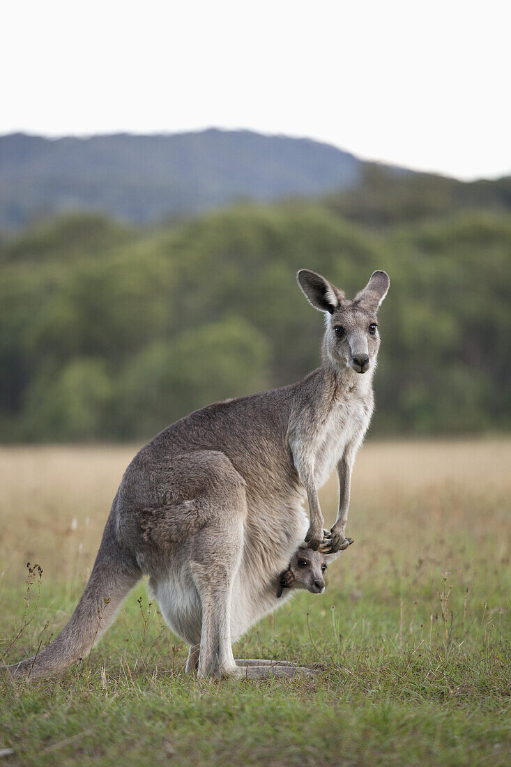 A kangaroo with a baby in her pouch