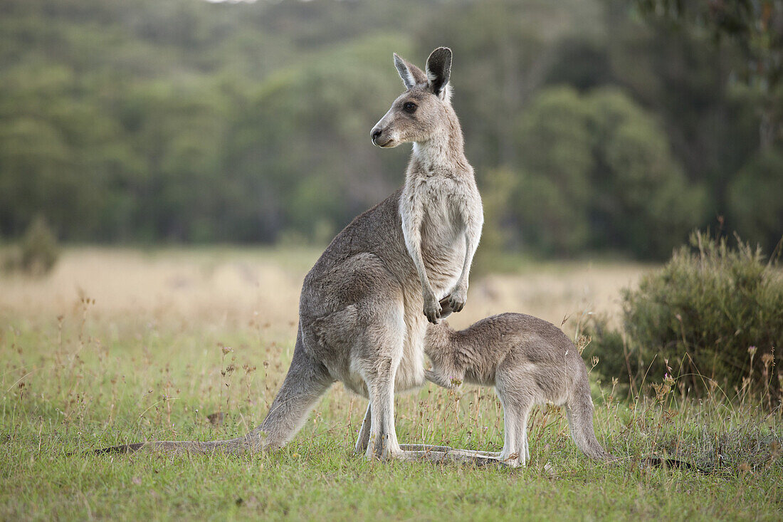 A kangaroo with a baby looking in her pouch