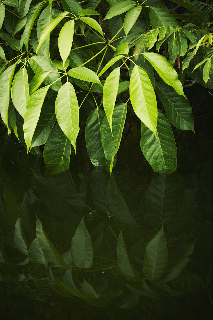 Reflection of leaves in water