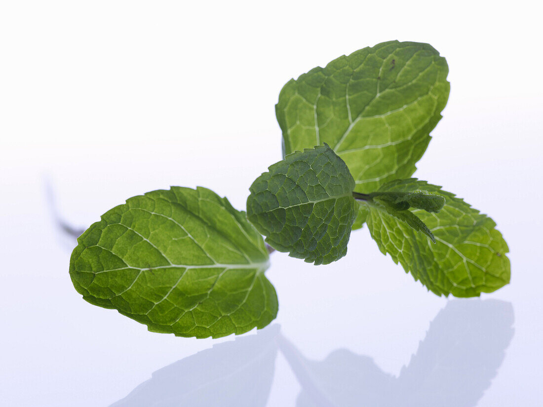 Mint leaves against white background