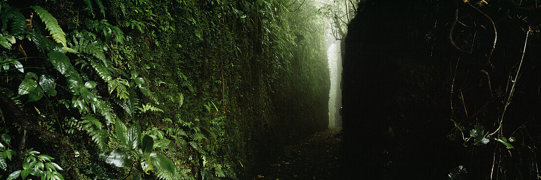 Narrow footpath in forest