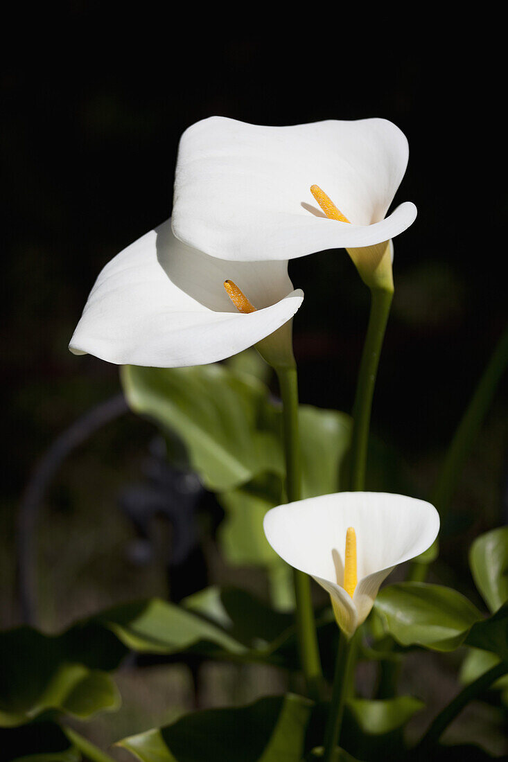 White calla lilies