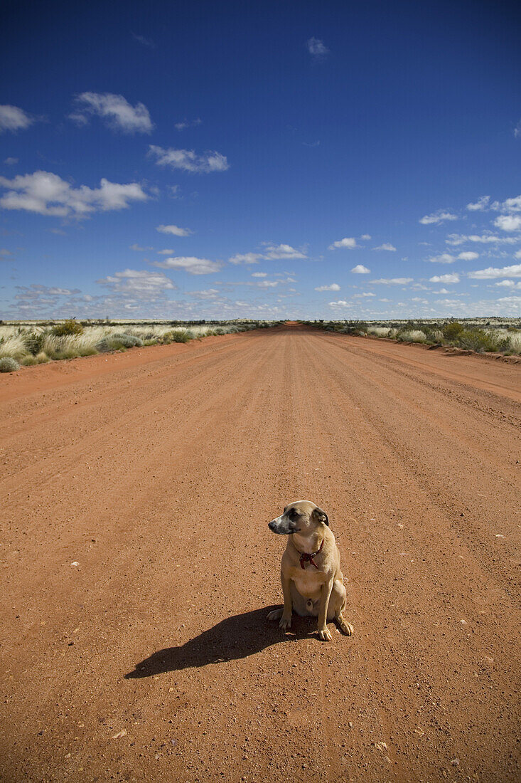 A dog sitting on a dirt road, looking away